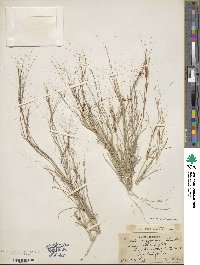 Aristida californica image