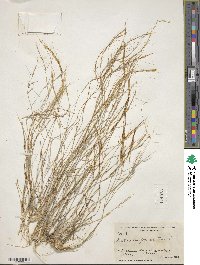 Aristida californica image