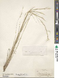 Aristida adscensionis image