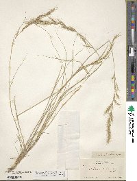 Aristida adscensionis image