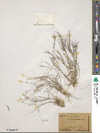 Aristida adscensionis image