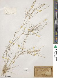 Aristida adscensionis image