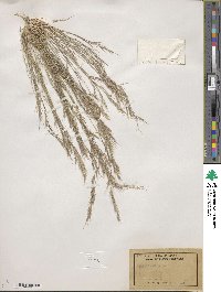 Aristida adscensionis image