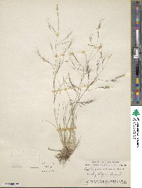 Aristida divaricata image