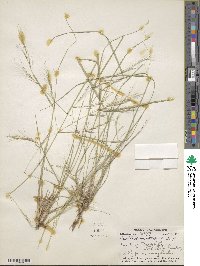 Aristida divaricata image