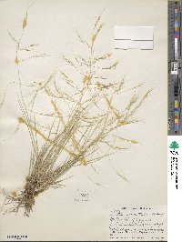 Aristida divaricata image