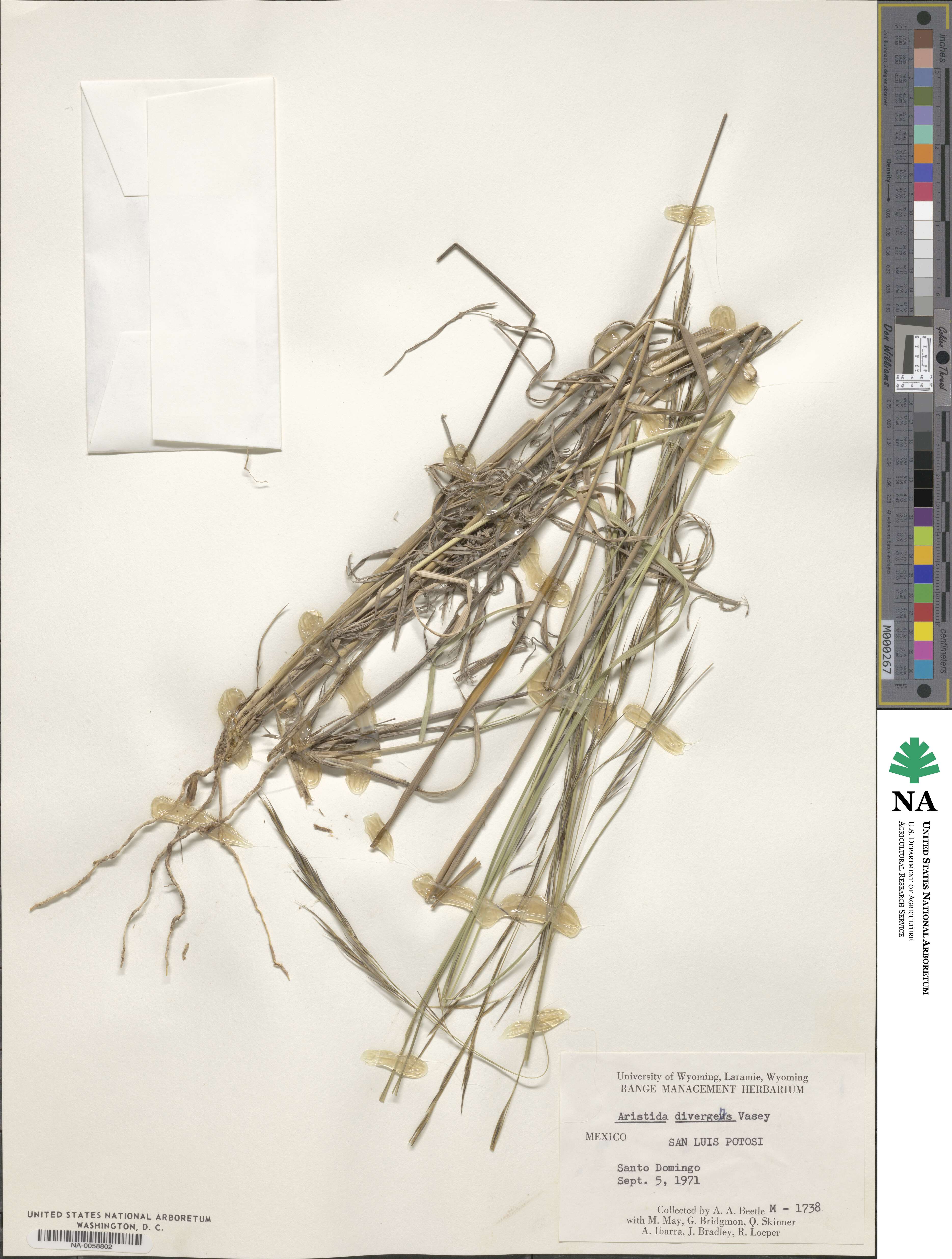 Aristida ternipes image
