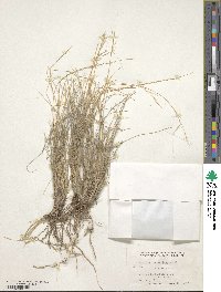 Aristida fendleriana image