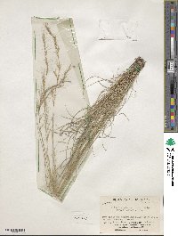 Aristida glauca image