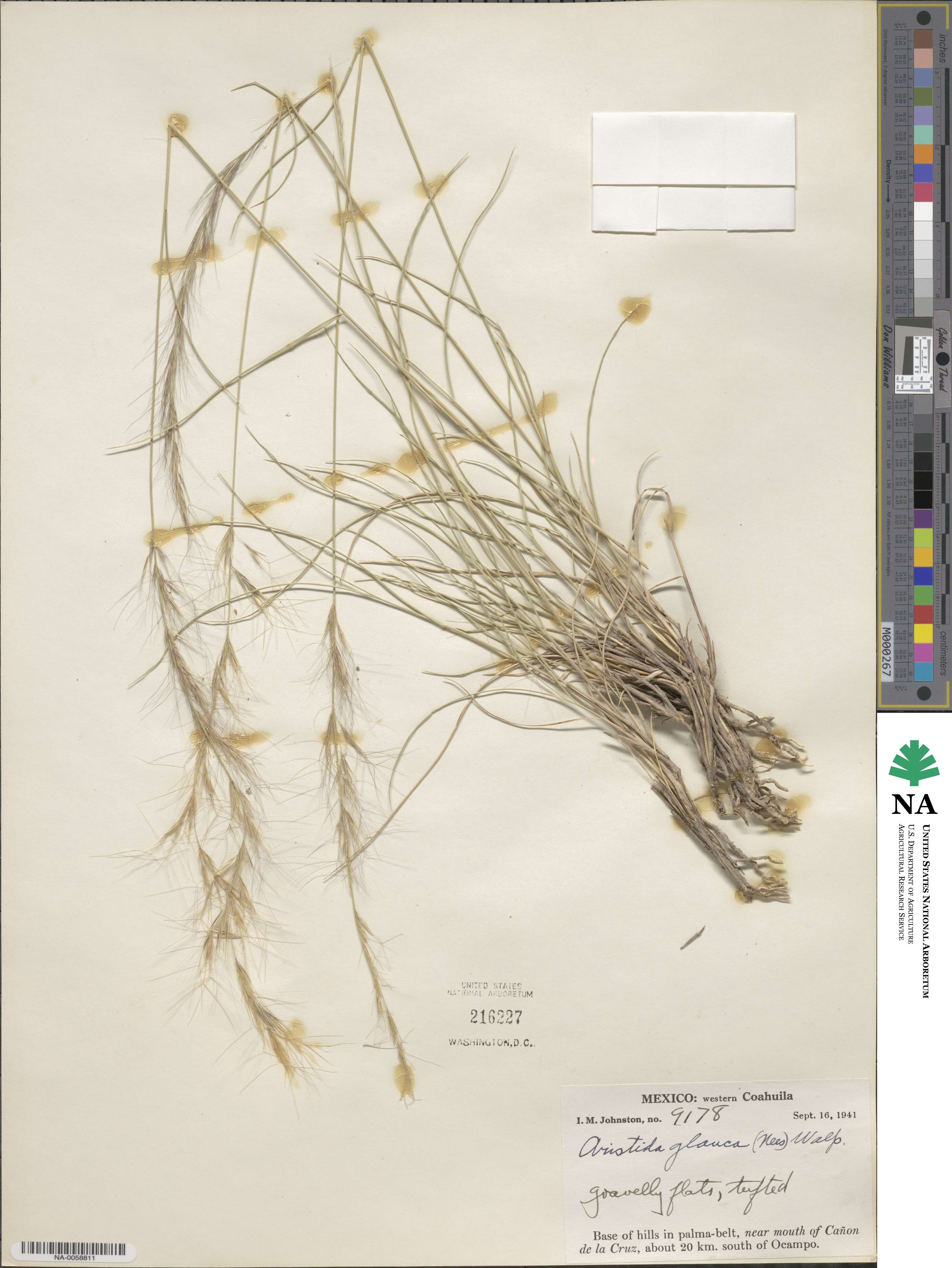 Aristida glauca image