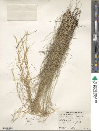 Aristida glauca image