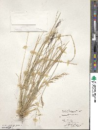 Aristida glauca image