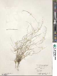 Aristida glauca image