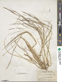 Aristida hamulosa image