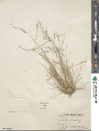 Aristida hamulosa image