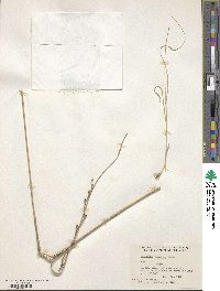 Aristida hamulosa image