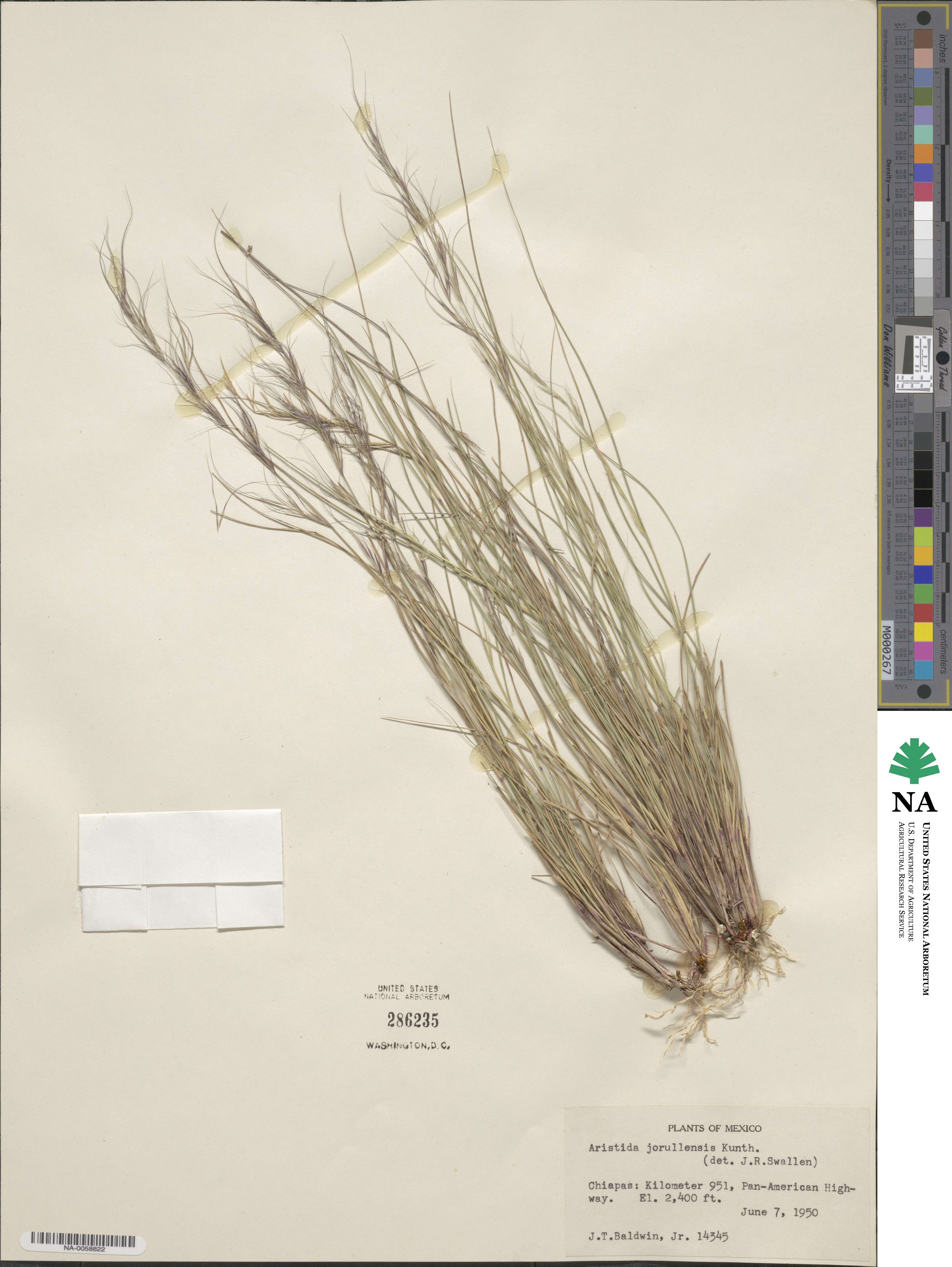 Aristida jorullensis image