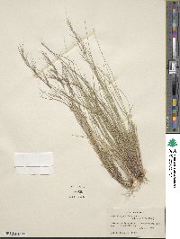 Aristida jorullensis image