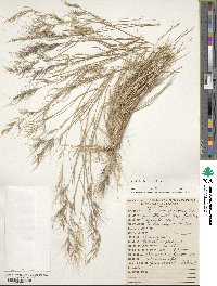 Aristida jorullensis image