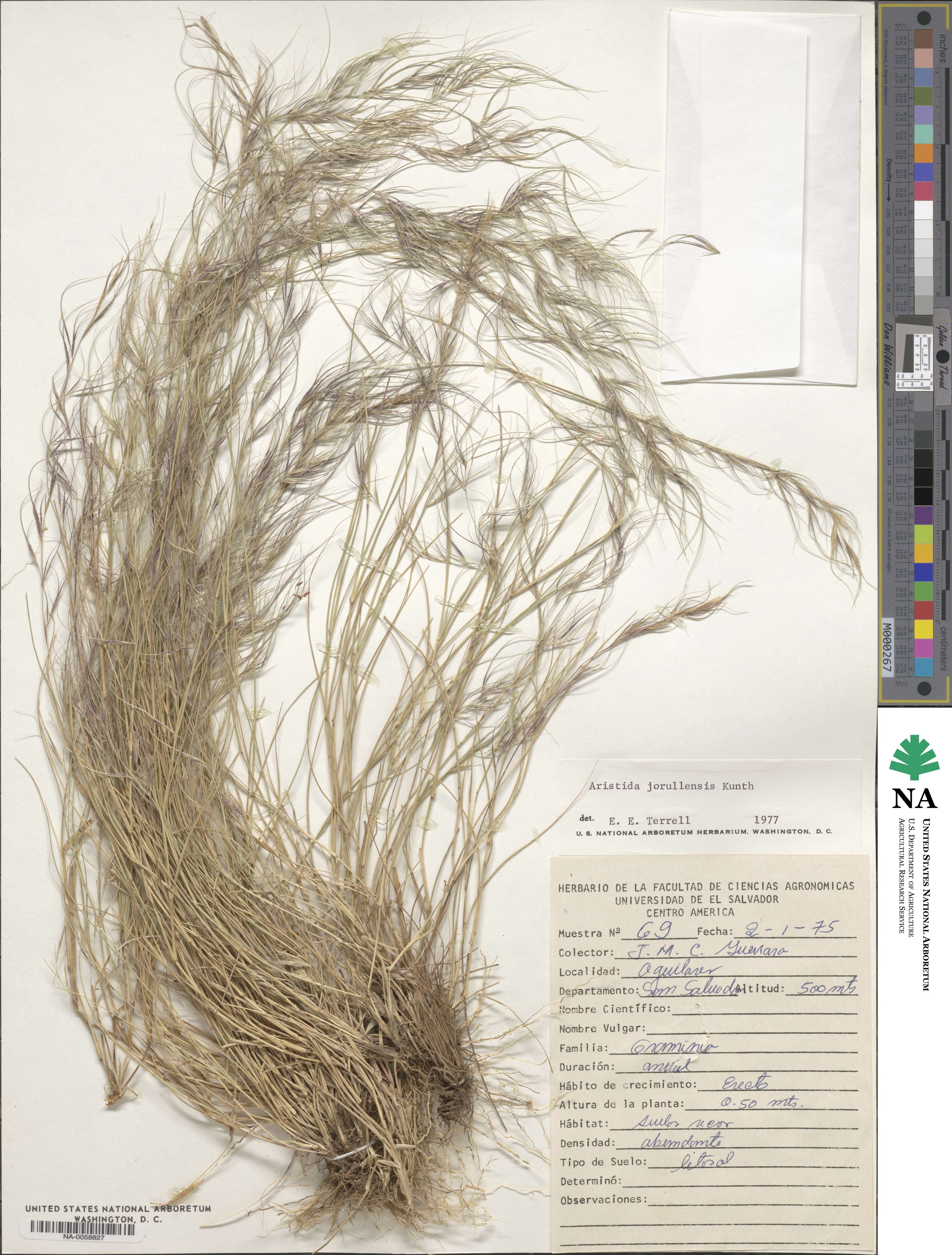 Aristida jorullensis image