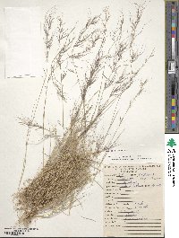 Aristida jorullensis image