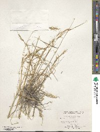 Aristida schiedeana image