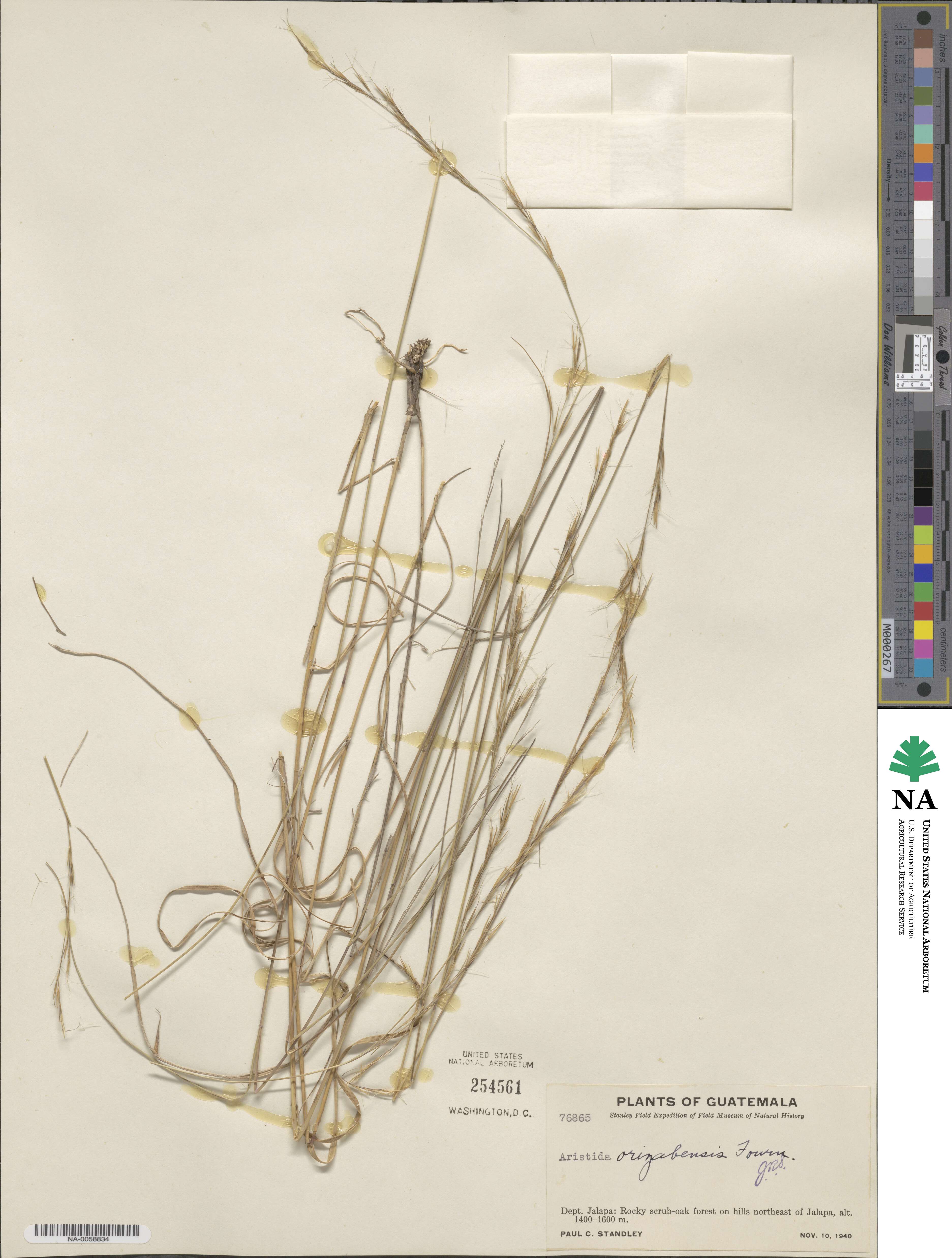 Aristida gibbosa image
