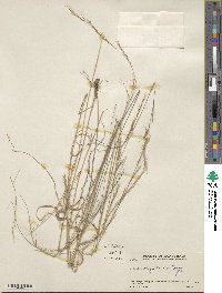 Image of Aristida gibbosa