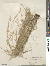 Aristida gibbosa image