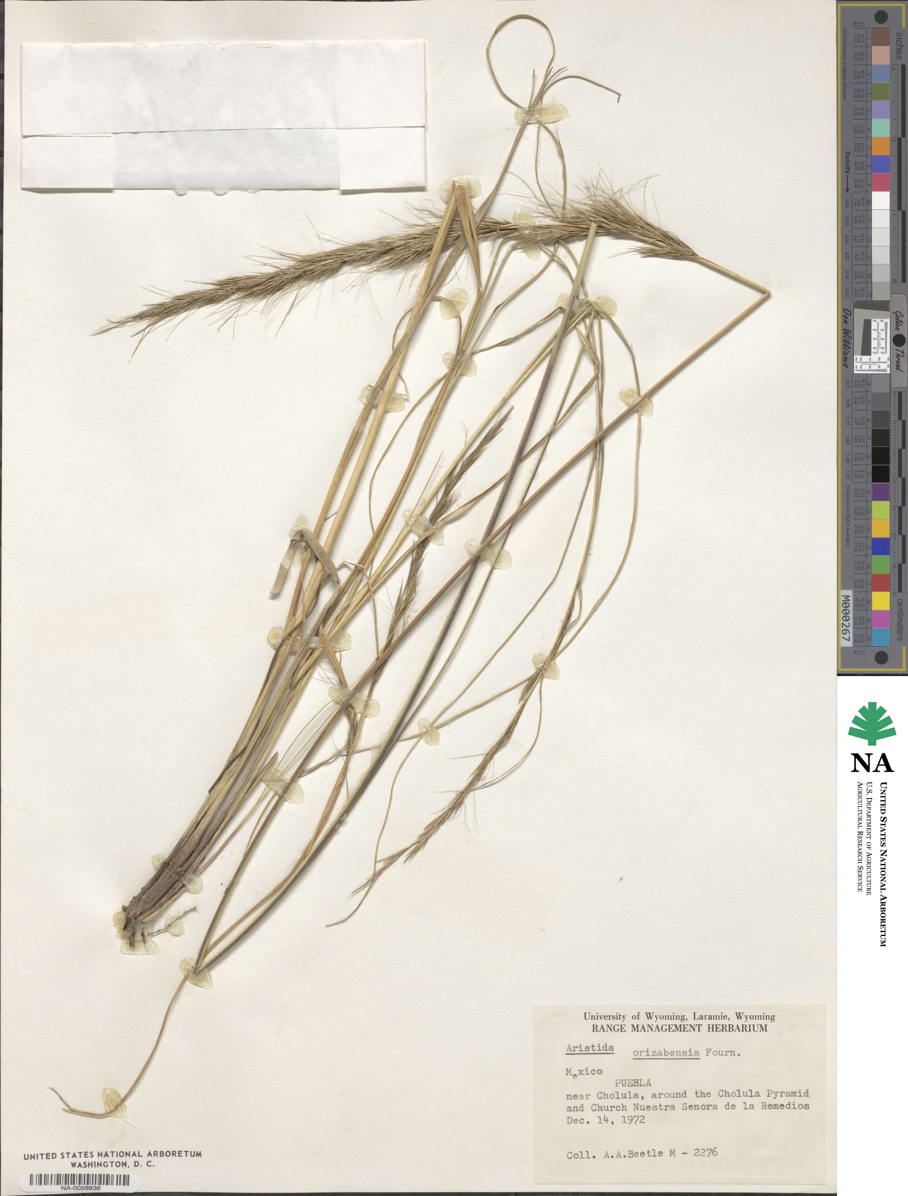 Aristida gibbosa image