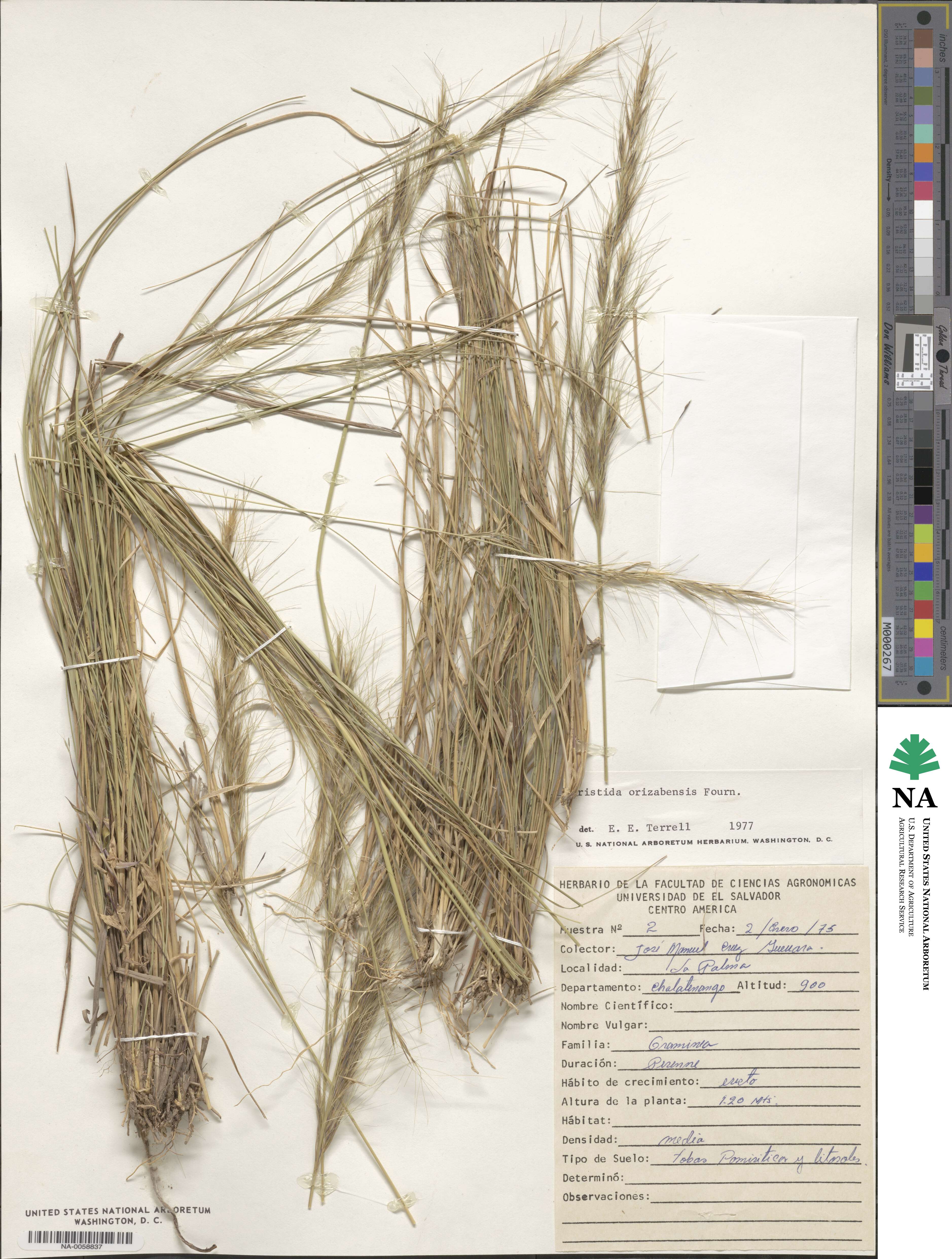 Aristida gibbosa image