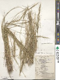 Aristida gibbosa image