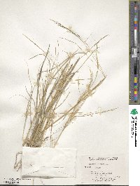 Aristida ternipes image