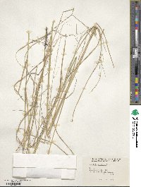 Aristida ternipes image