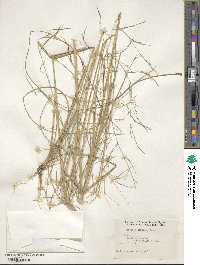 Aristida ternipes image