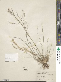 Aristida ternipes image