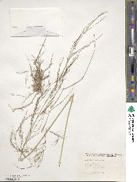 Aristida ternipes image