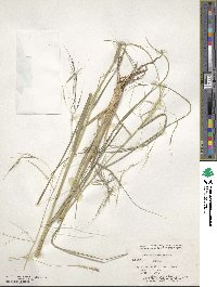 Aristida ternipes image