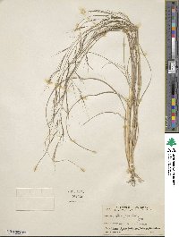 Aristida ternipes image