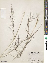 Aristida ternipes image