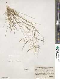 Aristida ternipes image