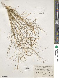 Aristida ternipes image