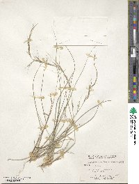 Aristida ternipes image