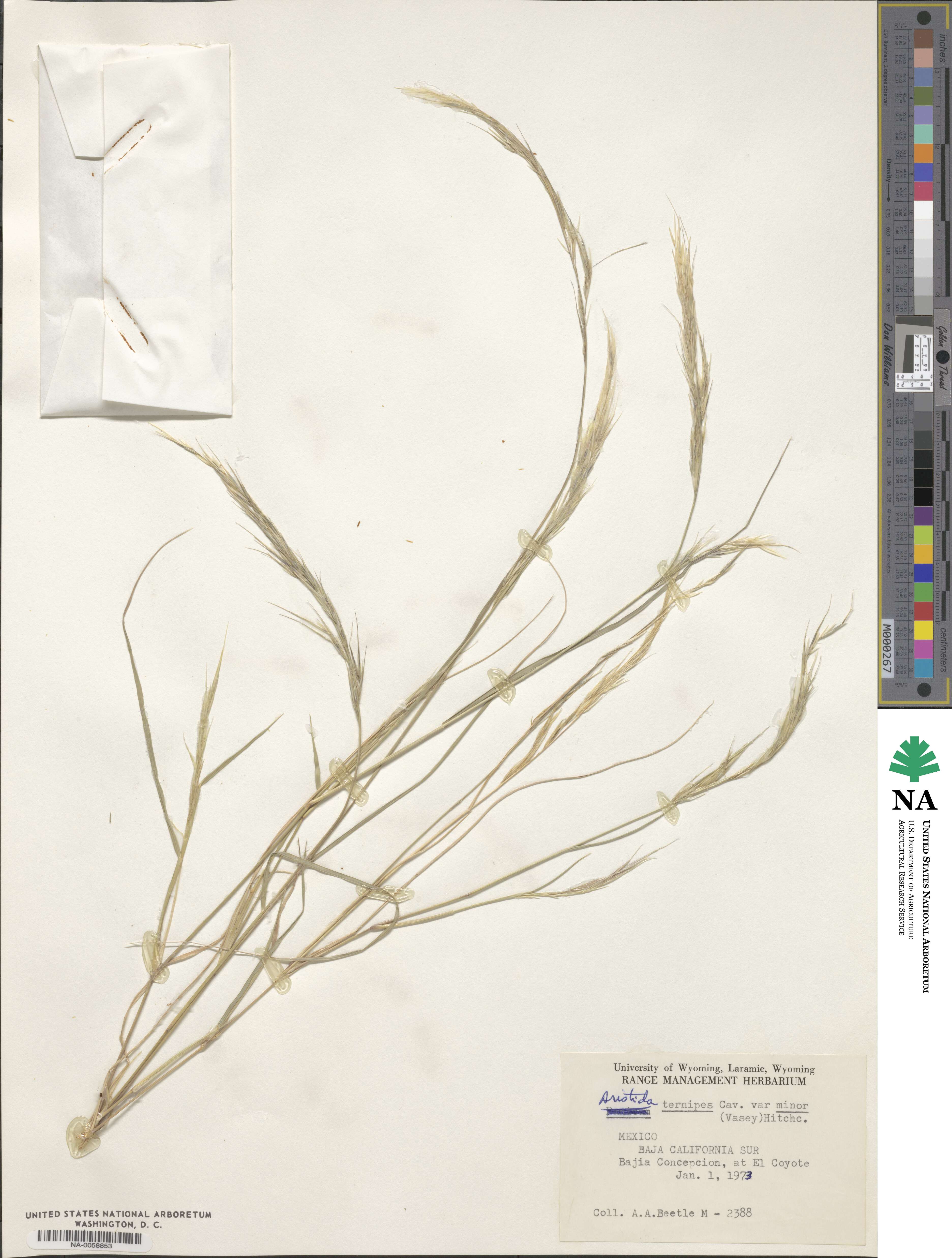 Aristida ternipes image