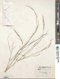 Aristida ternipes image