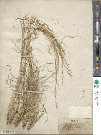 Aristida wrightii image