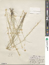 Aristida wrightii image