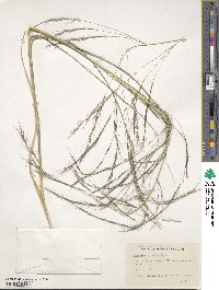 Aristida wrightii image