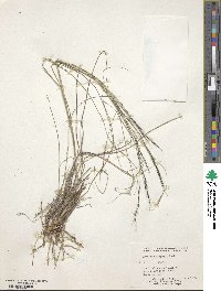 Aristida wrightii image