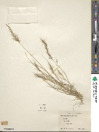 Aristida adscensionis image